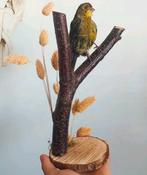 Opgezette kanarie, Ophalen of Verzenden, Nieuw, Vogel, Opgezet dier