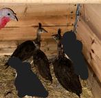 Spalding Pauwen Kuiken te koop, split Mutation, Dieren en Toebehoren, Pluimvee, Meerdere dieren, Overige soorten