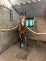 Springpaard, Dieren en Toebehoren, Paarden, Springpaard, Ruin, 3 tot 6 jaar, Ontwormd