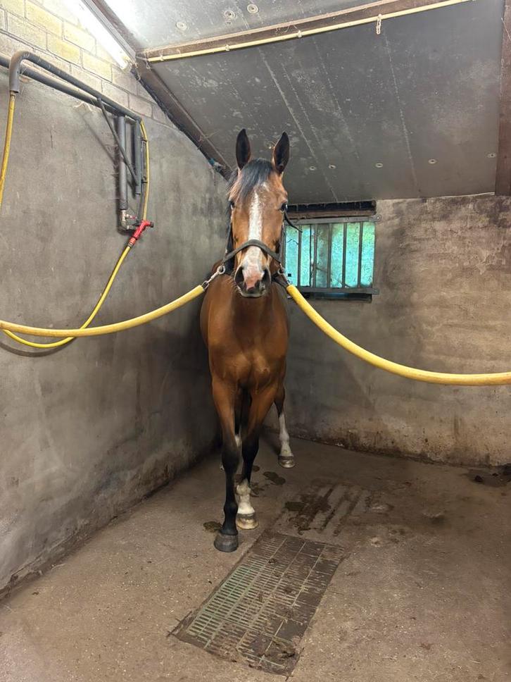Springpaard, Dieren en Toebehoren, Paarden, Ruin, Onbeleerd, 160 tot 165 cm, 3 tot 6 jaar, Springpaard, Met stamboom, Ontwormd