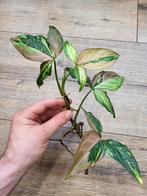 Syngonium Red Spot Tricolor, Ophalen of Verzenden, Halfschaduw, Minder dan 100 cm