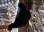 Barnevelder hanen, Dieren en Toebehoren, Mannelijk, Kip