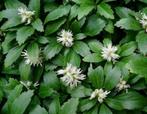 Pachysandra in pot - Bodembedekker, Bodembedekkers, Vaste plant, Ophalen of Verzenden, Volledige schaduw
