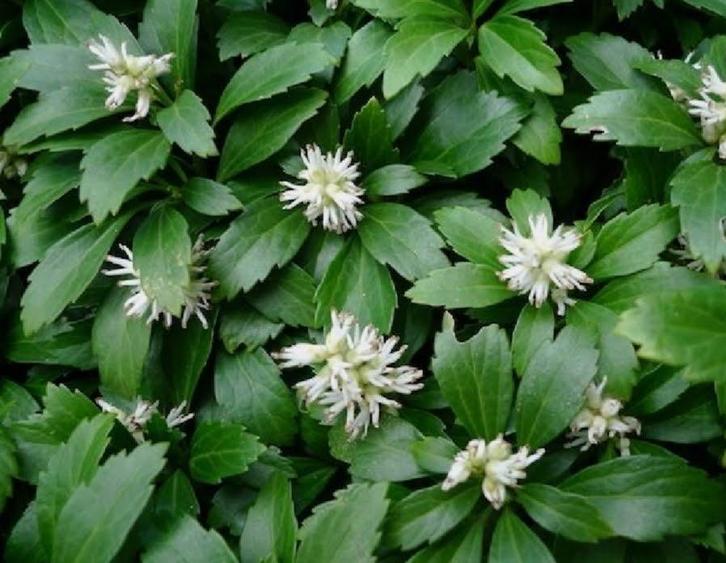 Pachysandra in pot - Bodembedekker, Tuin en Terras, Planten | Tuinplanten, Vaste plant, Bodembedekkers, Volledige schaduw, Lente