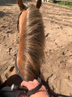 Verzorgpony gezocht !!!, Dieren en Toebehoren, Ophalen of Verzenden, Nieuw