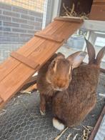 2 Belgische hazen met hok, Dieren en Toebehoren, Konijnen, Mannelijk, Middelgroot, 0 tot 2 jaar