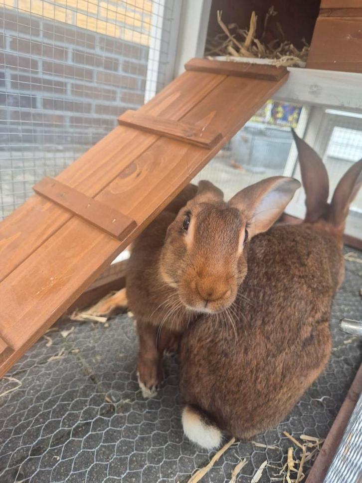 2 Belgische hazen met hok, Dieren en Toebehoren, Konijnen, Middelgroot, Mannelijk, 0 tot 2 jaar