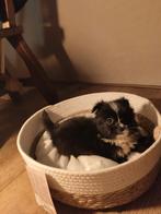 Lieve pups shih-tzu x pomeriaan, Dieren en Toebehoren, Honden | Chihuahua's en Gezelschapshonden, Overige rassen, 8 tot 15 weken