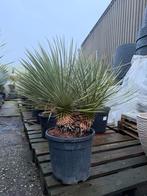 Uniek! Yucca rostrata dubbelstam!, Tuin en Terras, Volle zon, Verzenden, 100 tot 250 cm, Zomer