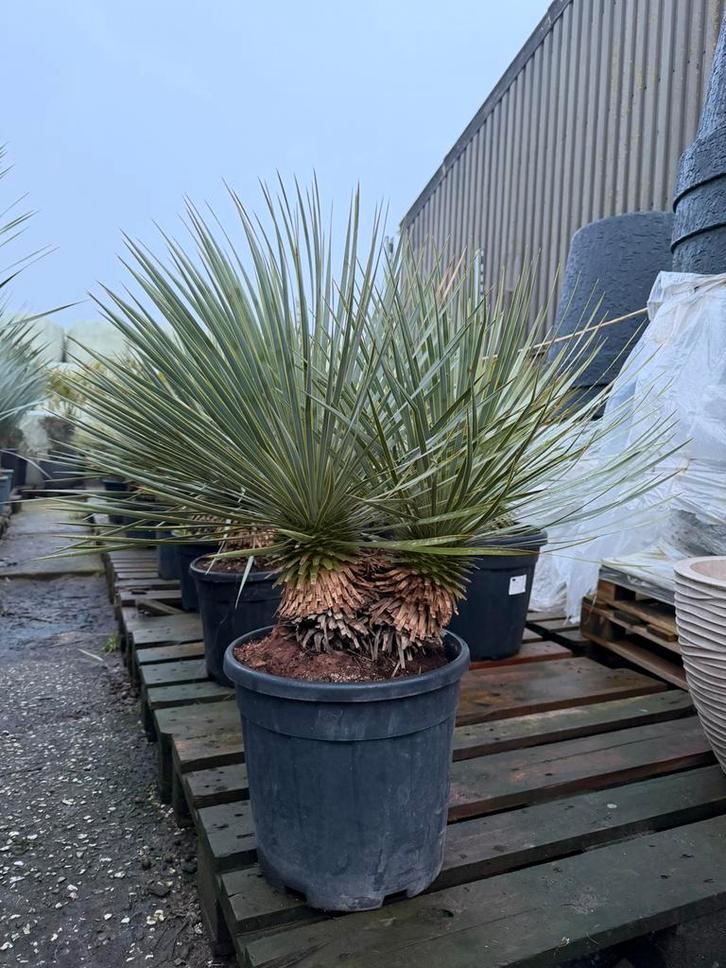 Uniek! Yucca rostrata dubbelstam!, Tuin en Terras, Planten | Bomen, Palmboom, 100 tot 250 cm, Volle zon, Zomer, Verzenden