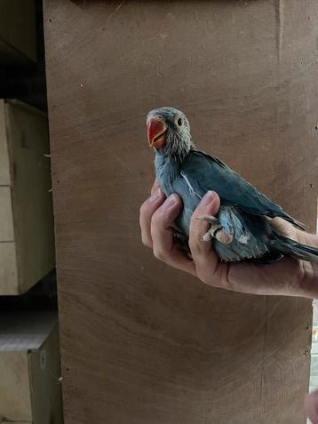 Baby Halsbandparkieten / halsband parkiet handtam te maken beschikbaar voor biedingen
