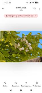 Planten gratis af te halen, Ophalen, Overige soorten, Volle zon