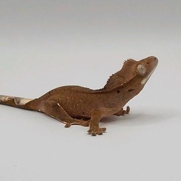 Leuke bi-color dalmatian wimpergekko/crested gecko + lineage beschikbaar voor biedingen