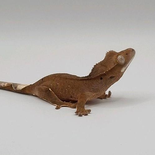 Leuke bi-color dalmatian wimpergekko/crested gecko + lineage, Dieren en Toebehoren, Reptielen en Amfibieën, Hagedis, 0 tot 2 jaar