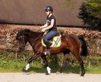 Super leuke en brave D pony!!, Gechipt, B, Merrie, Dressuurpony