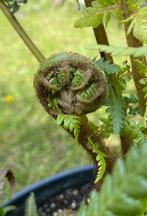 Mooie boomvaren in pot met kleintje, Dicksonia Antarctica, Tuin en Terras, Planten | Tuinplanten, Varens, Volledige schaduw, Zomer