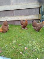 FRAAIE brahma kriel meerzomig patrijs top kwaliteit, Dieren en Toebehoren, Pluimvee, Meerdere dieren, Kip