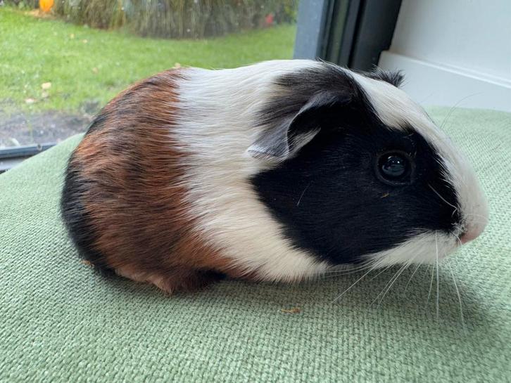 Lief zeugje Fleur, Dieren en Toebehoren, Knaagdieren, Vrouwelijk, Cavia, September