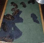 pups kruising tervuerense herder en golden retriever, Reu, 8 tot 15 weken, Meerdere, Middel
