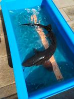 Steur Siberische steur 85cm, Dieren en Toebehoren, Vissen | Vijvervissen, Steur