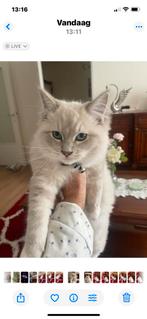 Super mooi Ragdoll poesje, Dieren en Toebehoren, Poes, Gechipt, 0 tot 2 jaar