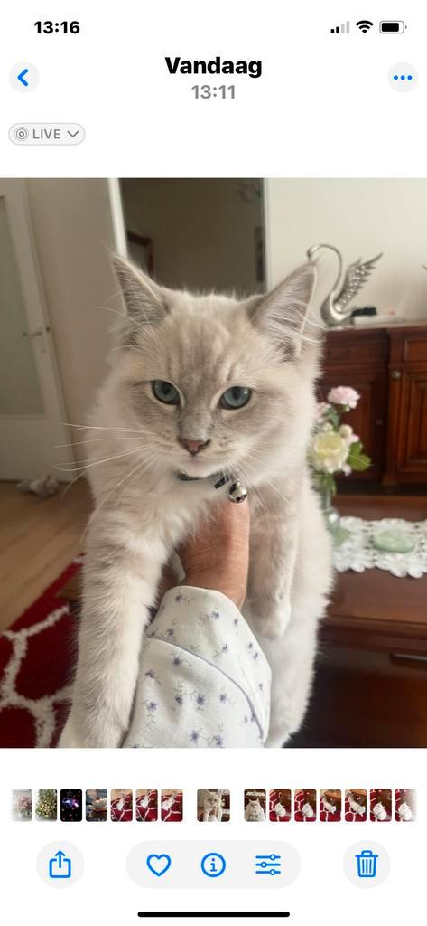 Super mooi Ragdoll poesje, Dieren en Toebehoren, Katten en Kittens | Raskatten | Langhaar, Poes, 0 tot 2 jaar, Gechipt, Ontwormd