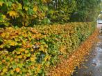Beukenhaag (Fagus Sylvatica) in alle hoogtes leverbaar!, Ophalen of Verzenden, Beukenhaag, Haag, 100 tot 250 cm