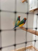 Gouldamadine oranjekop paarsborst man 3x, Dieren en Toebehoren, Vogels | Overige Vogels, Mannelijk, Tropenvogel, Geringd
