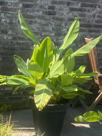 Prachtige grote en forse musella lasiocarpa bananen boom !! beschikbaar voor biedingen