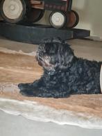 Lieve boomer, Dieren en Toebehoren, 6 jaar of ouder, Rabiës (hondsdolheid), Overige rassen, Teef