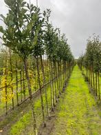 Laurier bomen en nog wat struiken, Tuin en Terras, Planten | Bomen, Bloeit niet, Halfschaduw, 100 tot 250 cm, Overige soorten