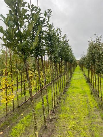 Laurier bomen en nog wat struiken beschikbaar voor biedingen