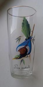Vintage glas met vogel Pica Nuttalli, Verzamelen, Glas en Borrelglaasjes, Verzenden, Zo goed als nieuw, Frisdrankglas