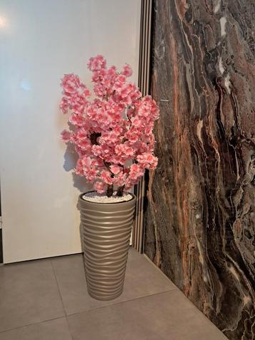 Bloesemboom sale, aanbieding, korting beschikbaar voor biedingen