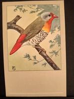 Bonte of Melba astrilde ansicht P Sluis getek. Rein Stuurman, Verzenden, Ongelopen, Vogel