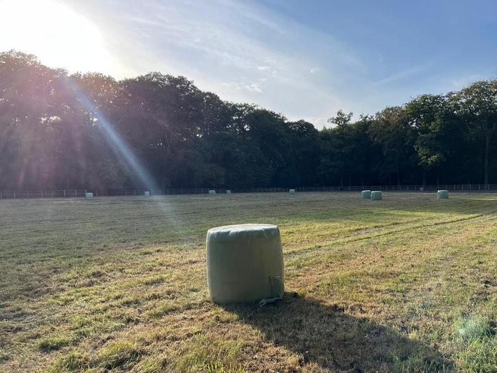 Midibalen Natuurhooi - Jacobskruiskruid Vrij, Zakelijke goederen, Agrarisch | Aardappelen, Groenten, Fruit en Vlees, Ophalen of Verzenden