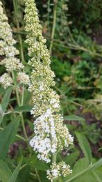 vlinderstruik Buddleja, Tuin en Terras, Volle zon, Vaste plant, Zomer, Ophalen