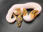 Baby Koningspythons/Ballpythons 2025, Slang