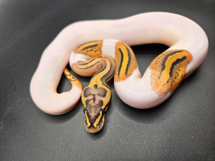 Baby Koningspythons/Ballpythons 2025, Dieren en Toebehoren, Reptielen en Amfibieën, Slang