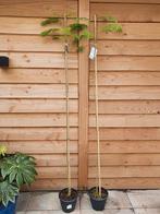 Perziese slaapboom / Albizia julibrissin, Tuin en Terras, Planten | Bomen, Ophalen, Volle zon, Overige soorten