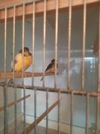 2 jonge geel bonte kanaries, Dieren en Toebehoren, Vogels | Kanaries, Geslacht onbekend, Kleurkanarie
