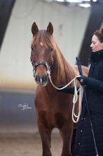 Instructrice grondwerk/rijden, Diensten en Vakmensen, Dieren | Paarden | Verzorging, Oppas en Les