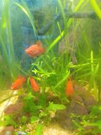 5 platy's, Dieren en Toebehoren, Vissen | Aquaria en Toebehoren, Ophalen, Nieuw
