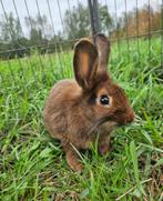 Woodsia zoekt een huisje! ( voedster gevaccineerd ), Dieren en Toebehoren, Vrouwelijk, Klein, 0 tot 2 jaar