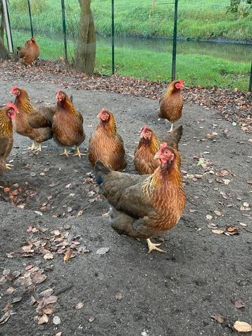 Broedeieren van de Welsumerkip beschikbaar voor biedingen