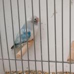 Agapornis nigrigenis blauwbonte pop, Dieren en Toebehoren, Vogels | Parkieten en Papegaaien, Vrouwelijk, Dwergpapegaai of Agapornis