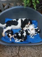 Cavalier king charles spaniel pups raszuiver, adv lezen aub, Dieren en Toebehoren, Honden | Retrievers, Spaniëls en Waterhonden