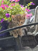 kitten tekoop!, Dieren en Toebehoren, Katten en Kittens | Overige Katten, Poes, Kortharig, 0 tot 2 jaar