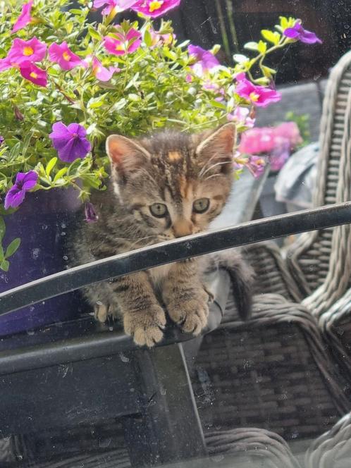kitten tekoop!, Dieren en Toebehoren, Katten en Kittens | Overige Katten, Kortharig, Poes, 0 tot 2 jaar