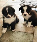 Kruising australian shepard/bordercollie/stabij pups te koop, Reu, 8 tot 15 weken, CDV (hondenziekte), Meerdere